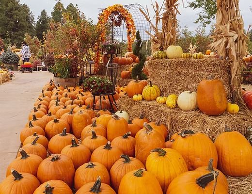 Pumpkin patch display with rows of pumpkins, hay bales, mums, and fall harvest decor